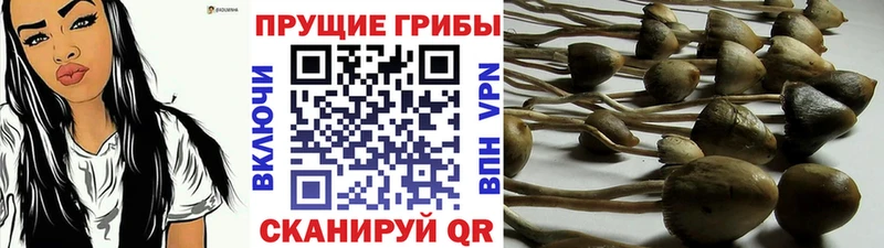 Галлюциногенные грибы Psilocybe  MEGA ТОР  Северск 